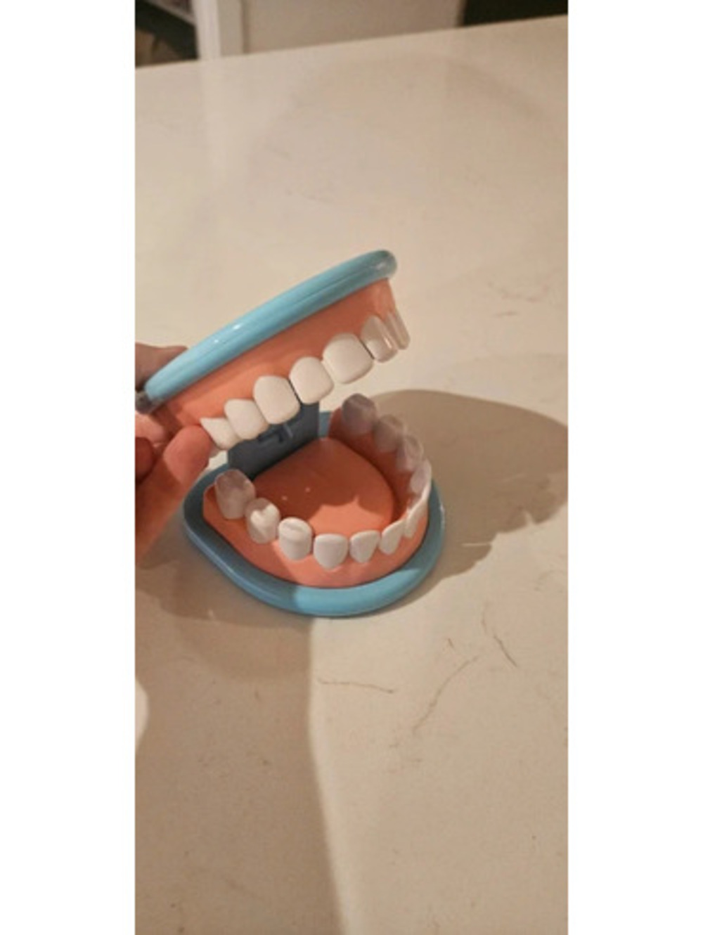 Melissa & Doug Dentist Pretend Play Teeth Model Replacement Piece